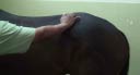 Racehorse With Inflammation & Pain At Sacroiliac Region