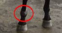 Treatment For Lameness From Capsulitis Synovitis At Fetlock Joint Of Racehorses With VET-2 Sonotron