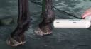 VET-2 Sonotron Treatment Was Given Non-Invasively, Without Pain, Without Drugs For Lameness Of Racehorses