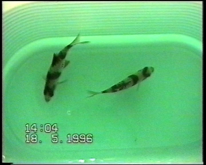 Fish Experiment To Show VET Sonotron Works On Free Radicals In Injured SDF Tendons Of Racehorses