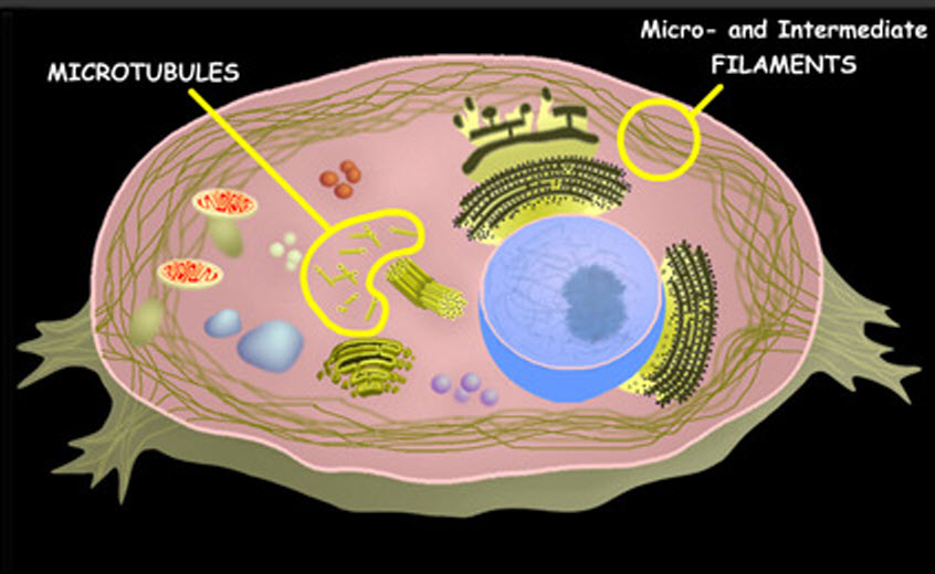 Typical cell Of Racehorse With Tendon Injuries